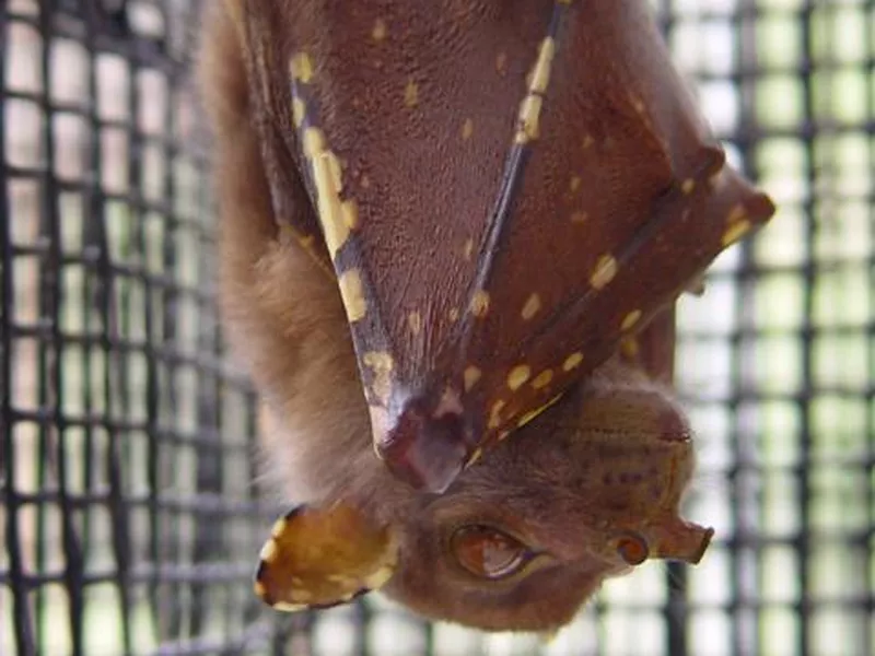 Tube-Nosed Yoda Bat