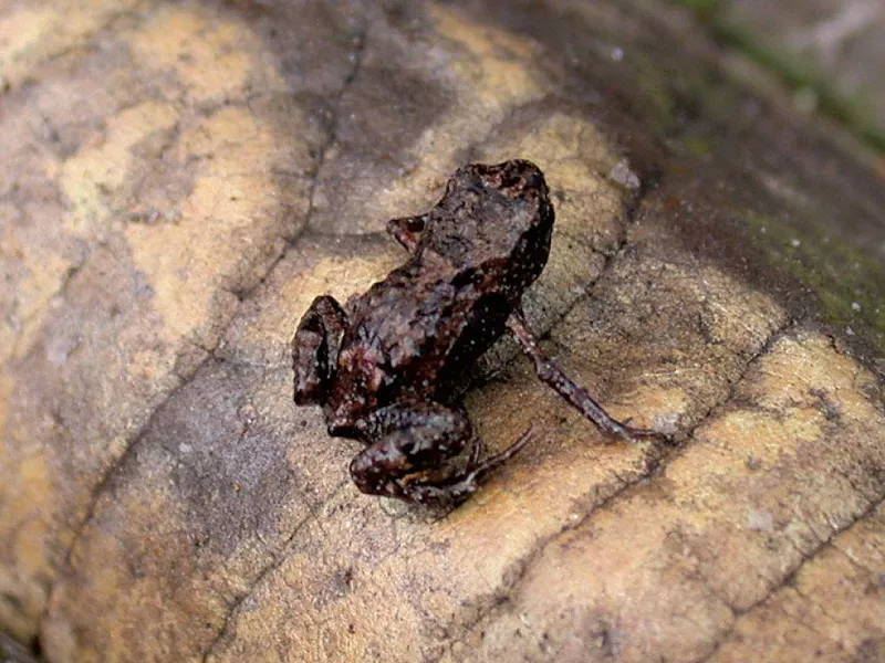 Paedophryne Amarvensis