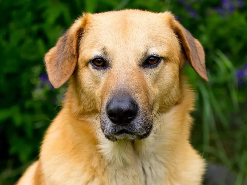 Minnow the chinook dog