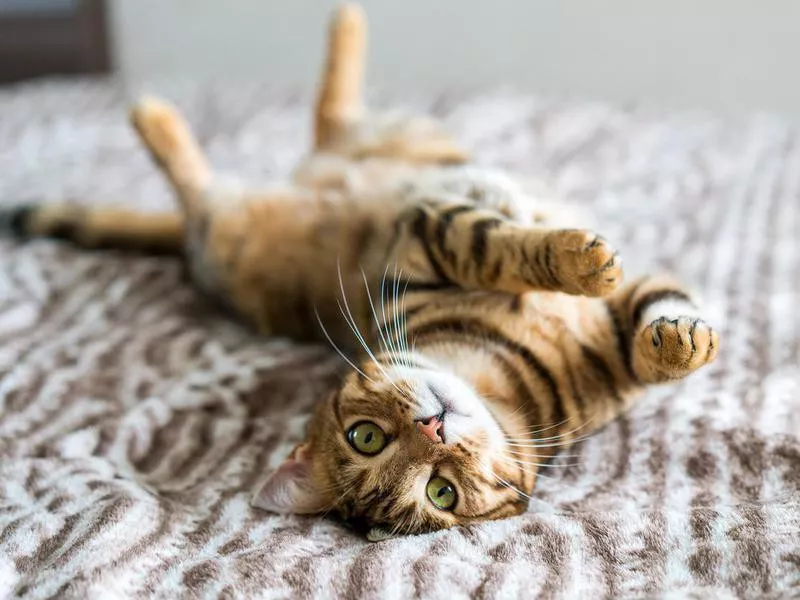 Bengal Cats
