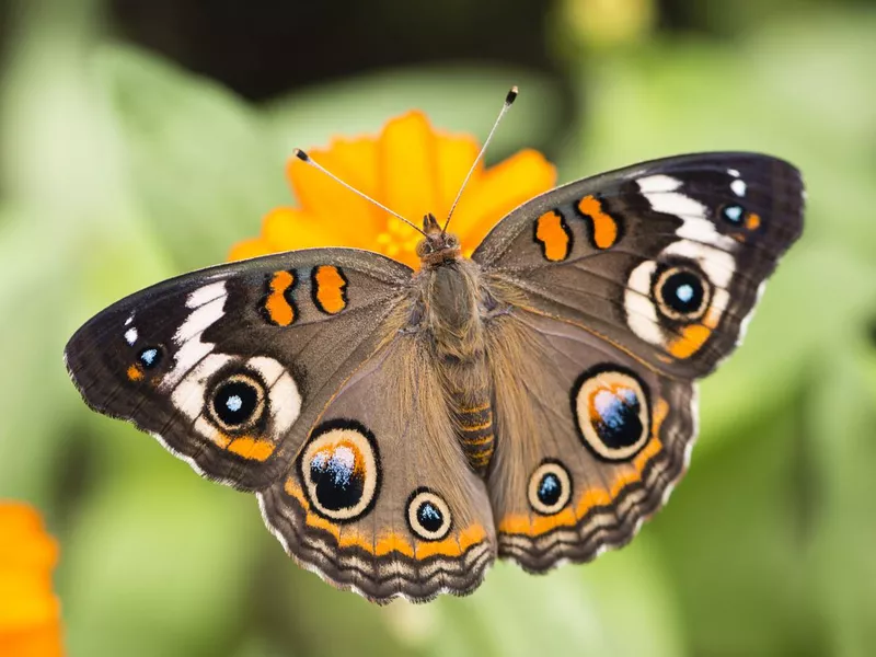 Common buckeye butterfly