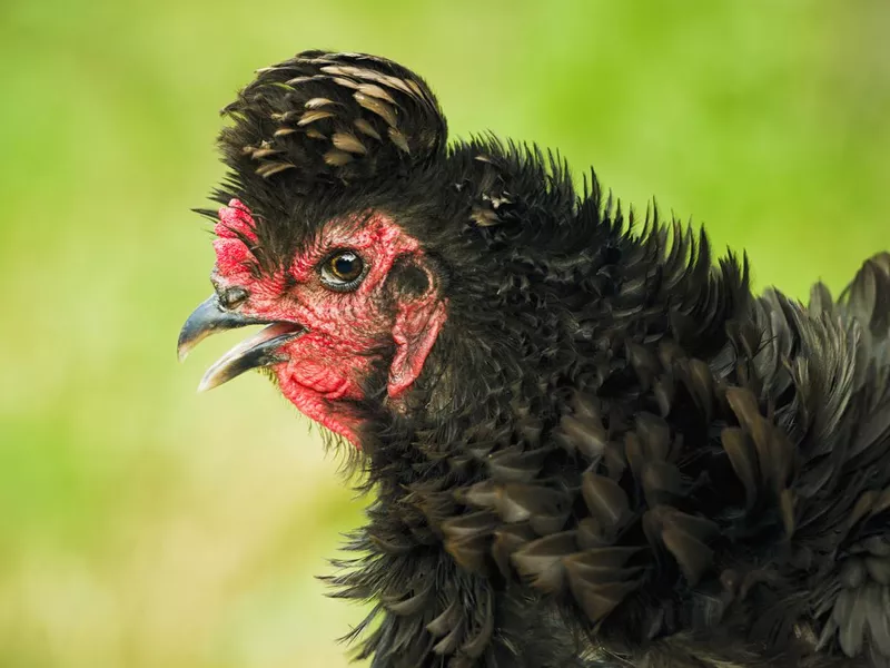 Frizzle Chicken Close-Up