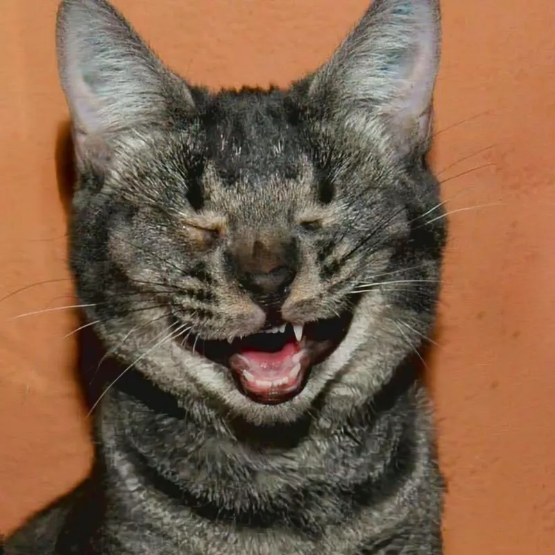 Happy cat