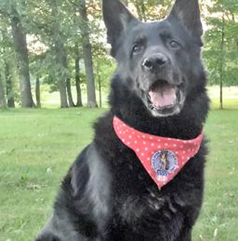 Adak, a heroic German shepherd