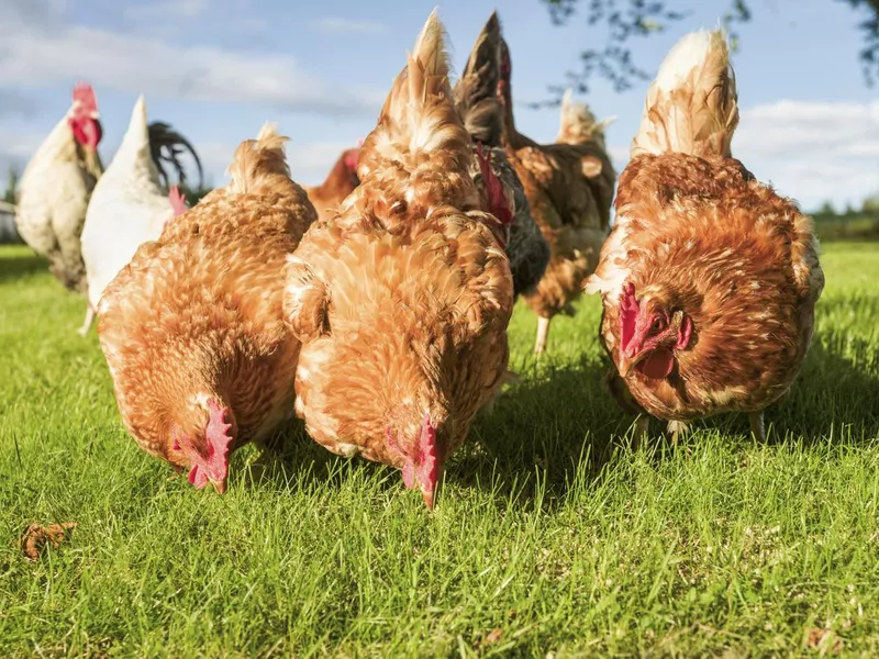 Free Range Hens Feeding