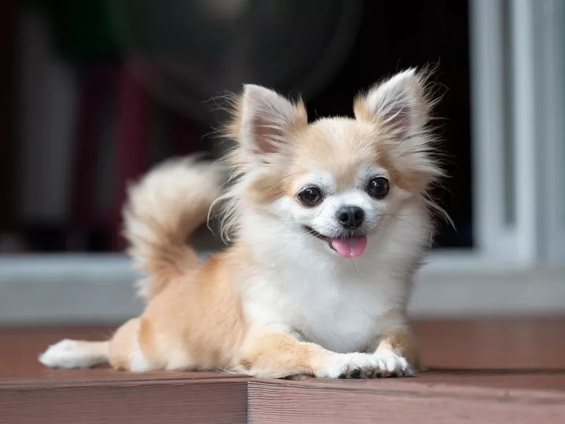 Chihuahua
