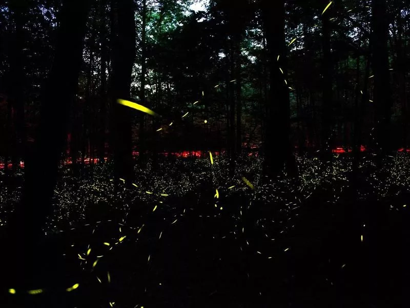 firefly