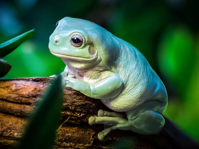 Australian green tree frog Ranoidea caerulea