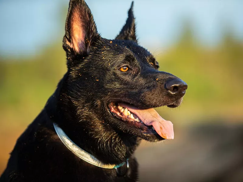Dutch shepherd dog