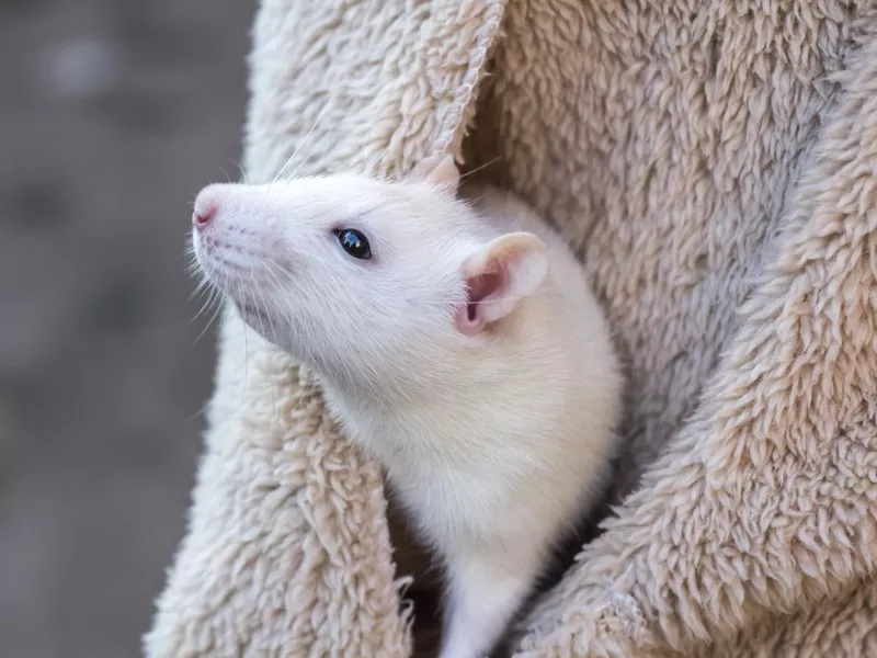 a tame white rat peeks out of a jacket pocket