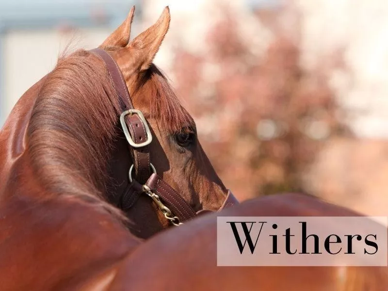 Withers