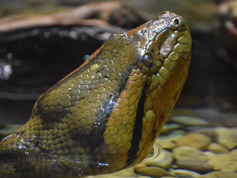 Anaconda
