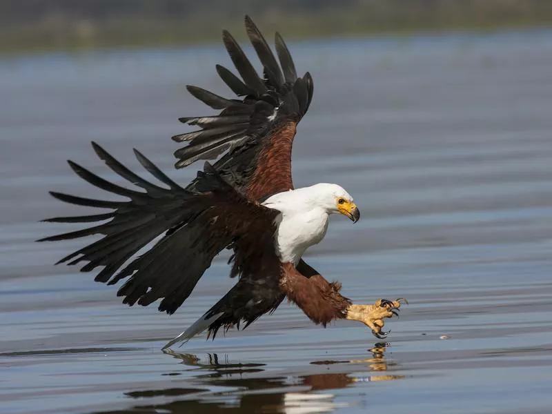 Fish Eagle