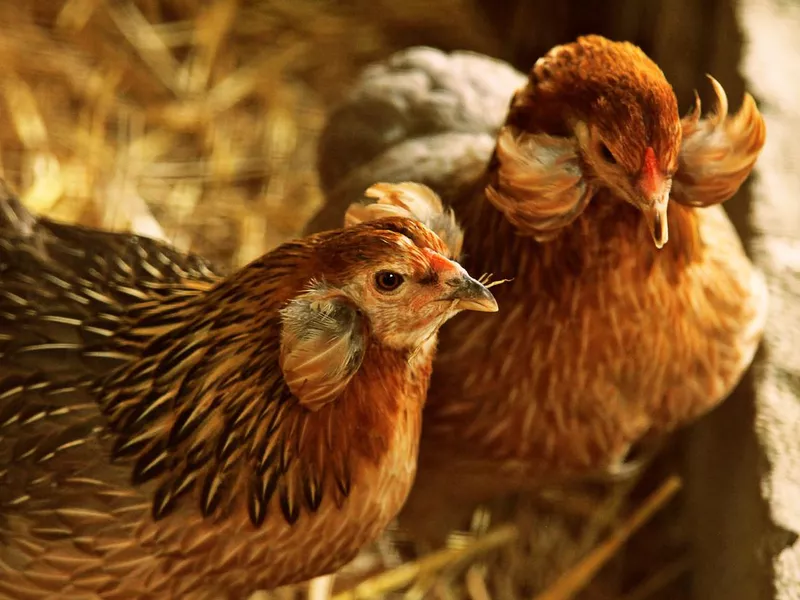 Chicken Araucana