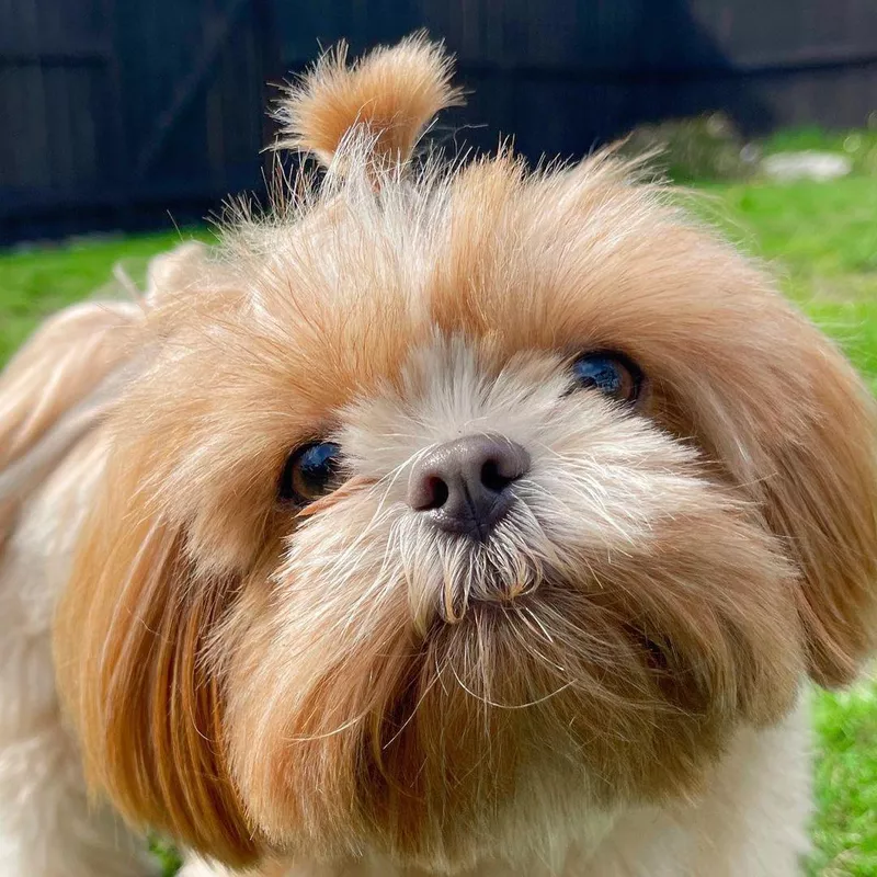 Fluffy Shih Tzu Puppy