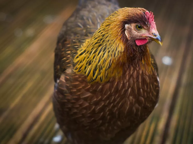Young Welsummer Breed Hen in Close Up