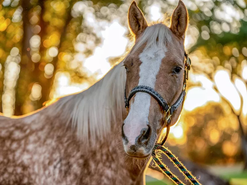 Quarter Horse portrait