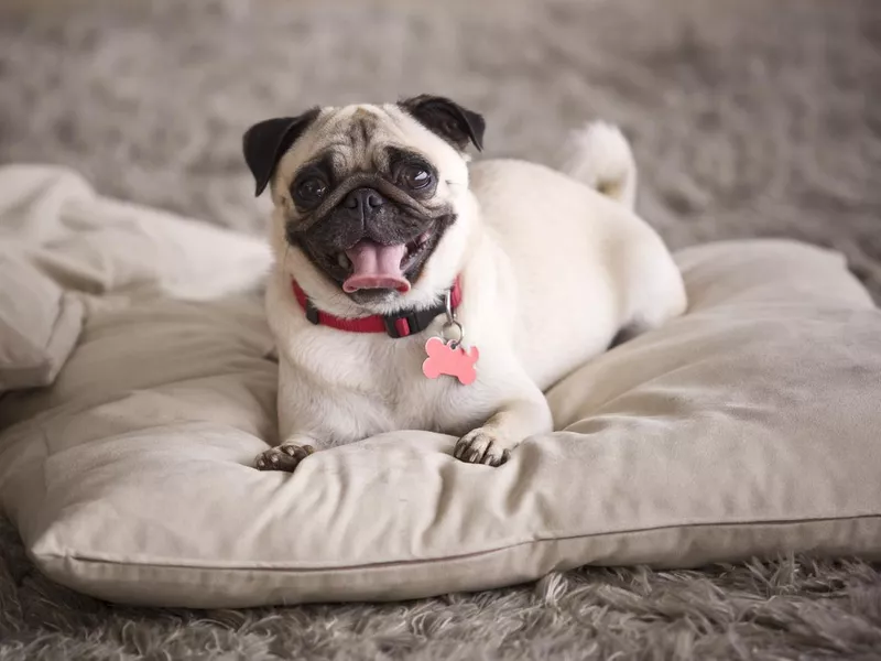 Pug