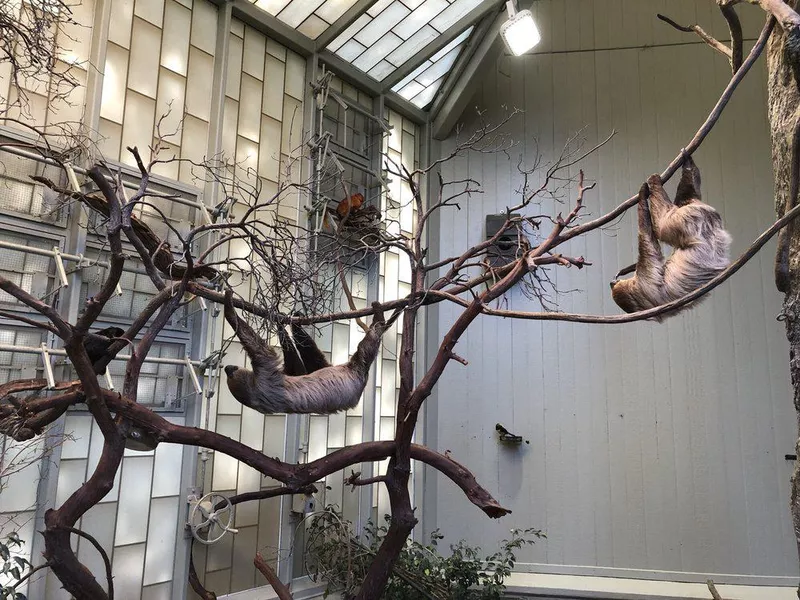 Sloth enclosure at Fresno Chaffee Zoo