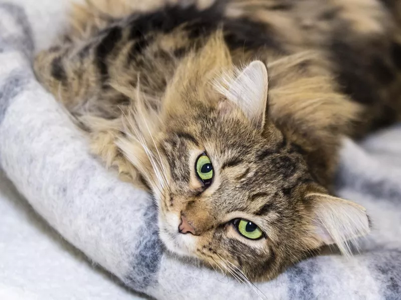 Tabby cat is comfortably lying down on a cat bed and looking straight at camera