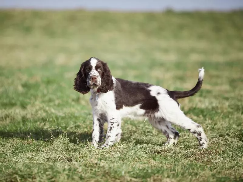 Springer Spaniel
