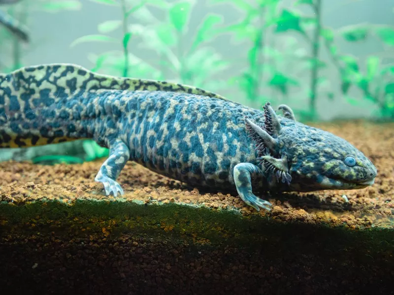 Freshwater ajolote