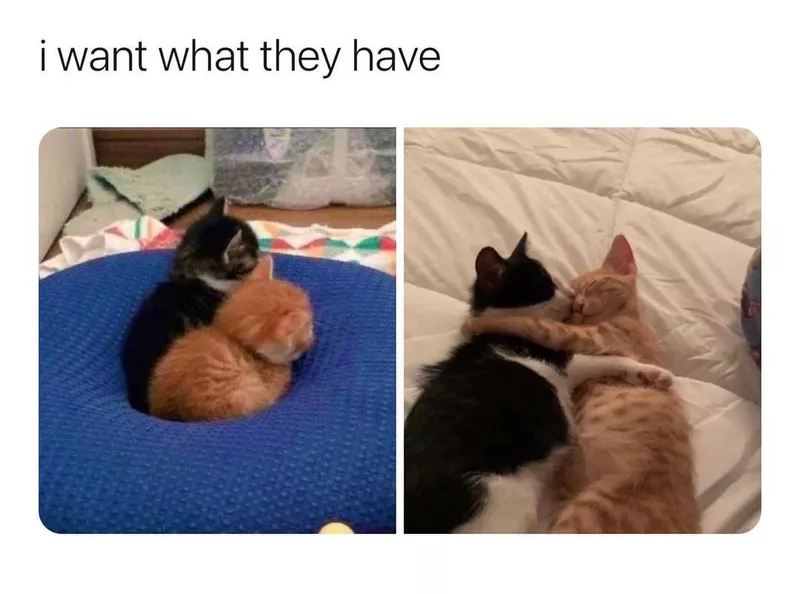 cuddling kittens