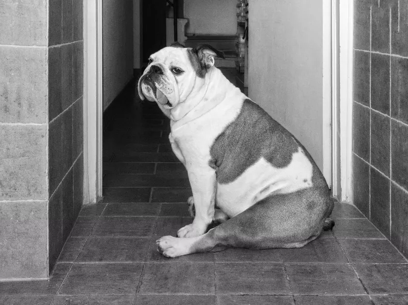 Dog sitting