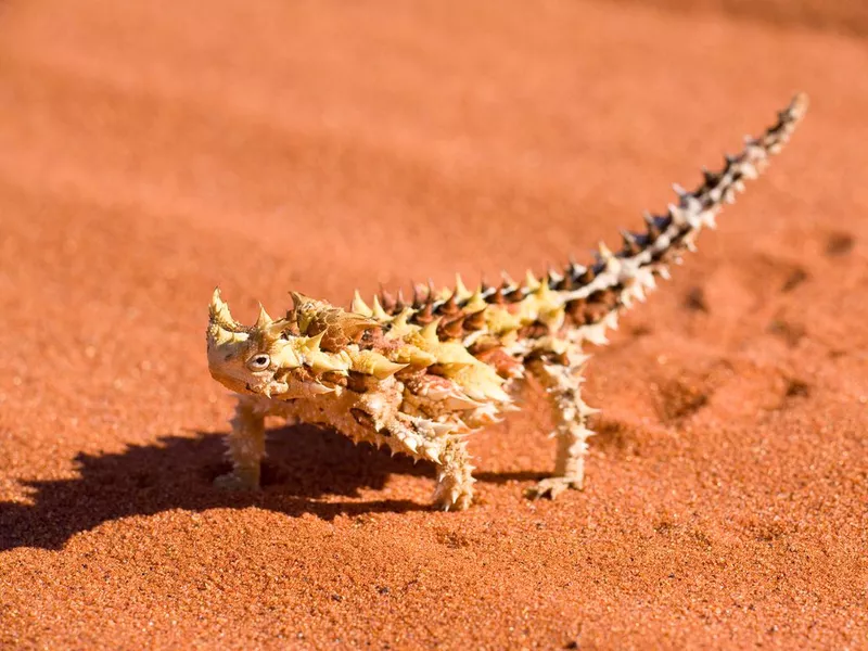 Thorny Devil
