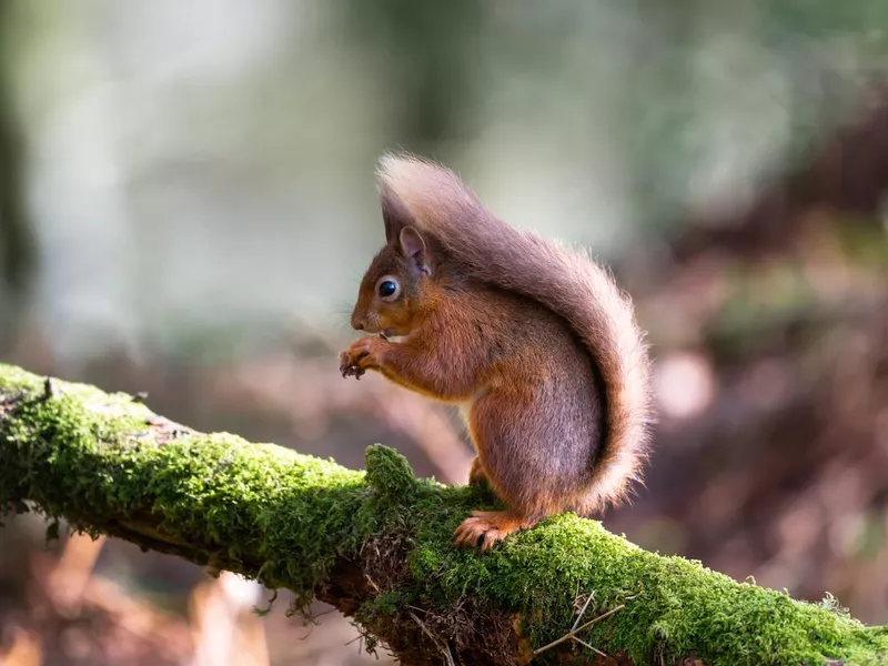 Red squirrel sitting on a moss covered branch eating a hazelnut in Scottish woodland