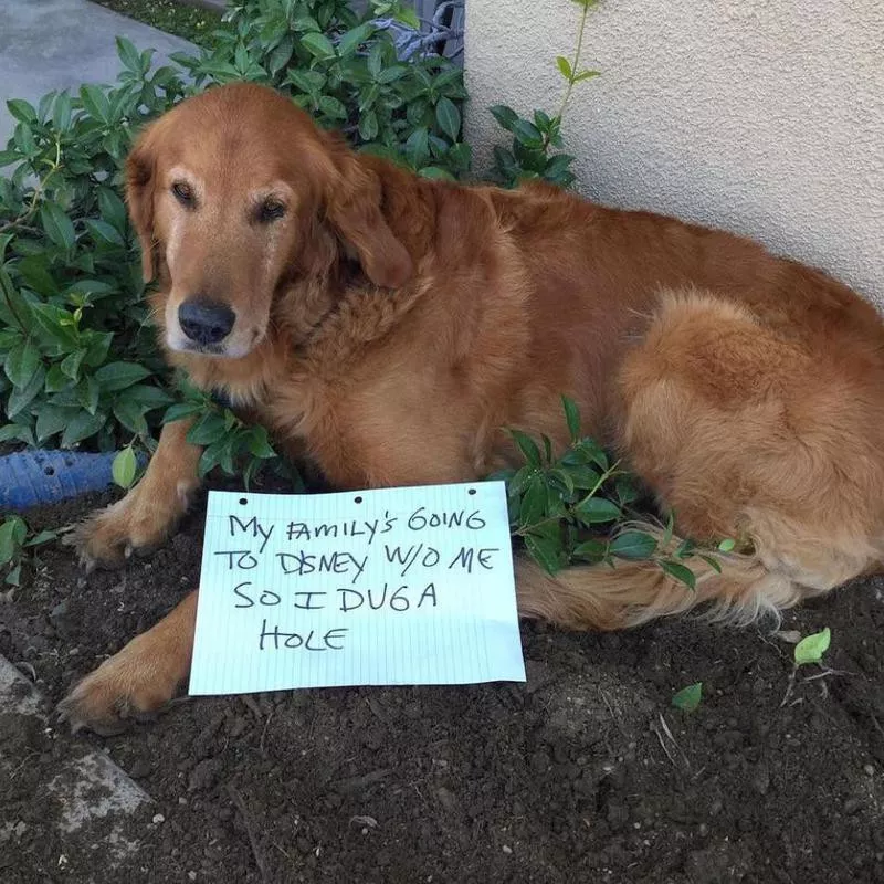 Dog digging a hole