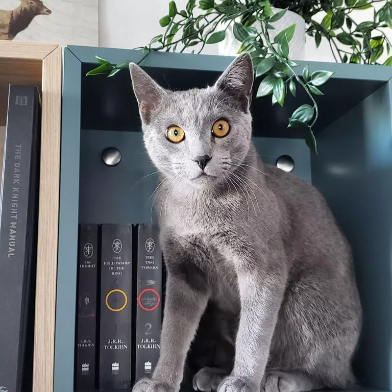 Russian Blue