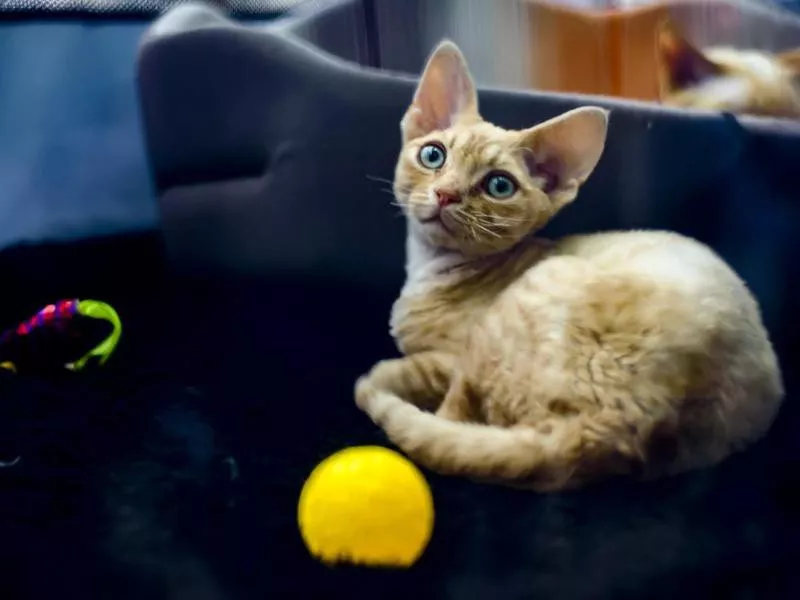 Cornish Rex Cats