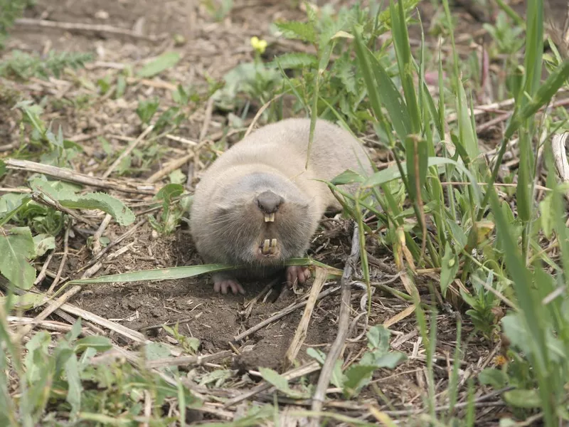 Mole rat crawling on the ground