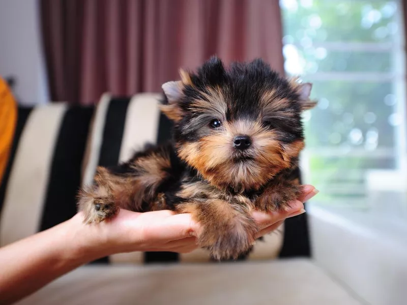 Yorkshire Terrier Puppy