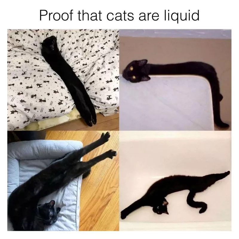 Black cat stretched out in weird positions