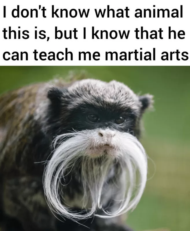 Martial arts monkey meme