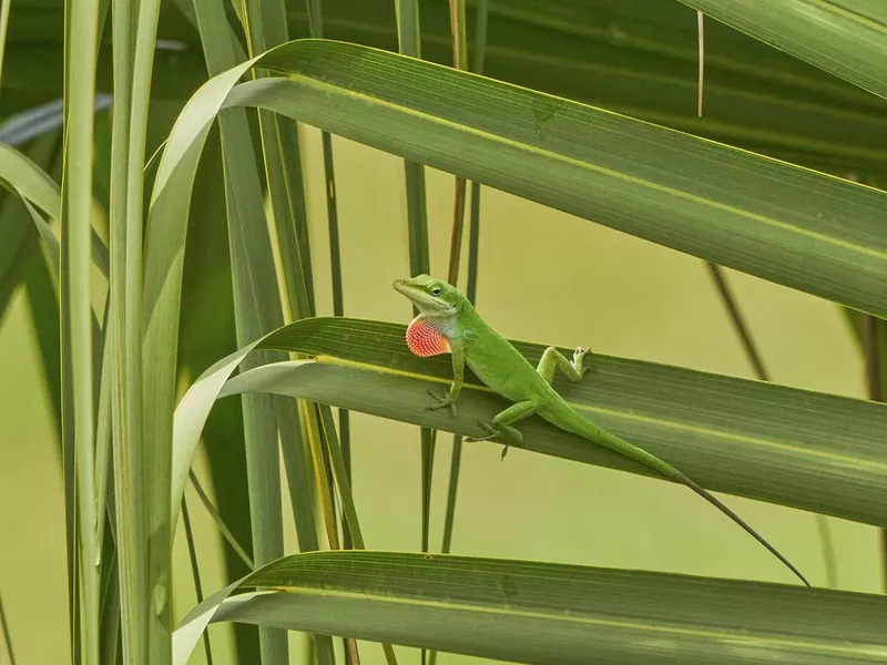 Wild Green Anole in Orlando Wetlands Park in Central Florida