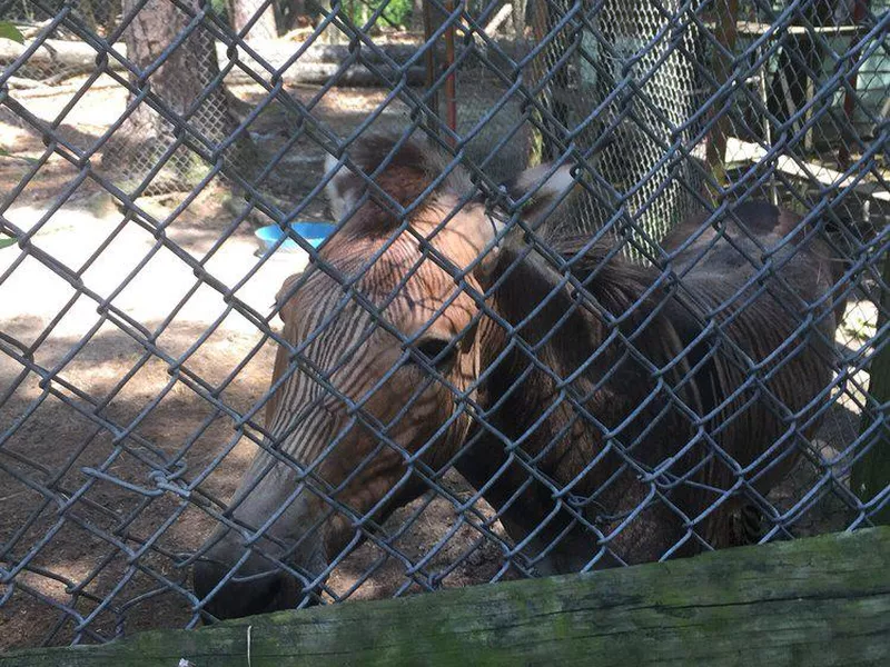 Waccatee Zoo