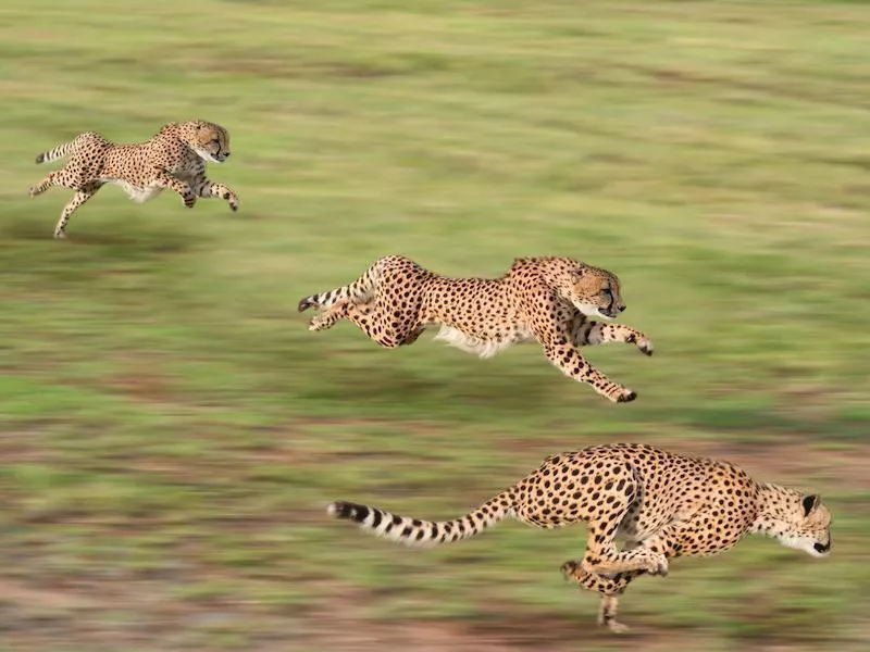 Cheetahs