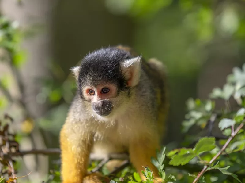 Black-Capped Squirrel Monkey
