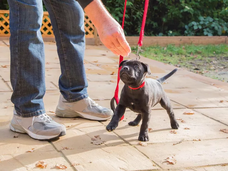 Cute Staffordshire Bull Terrier puppy training on a red leash.