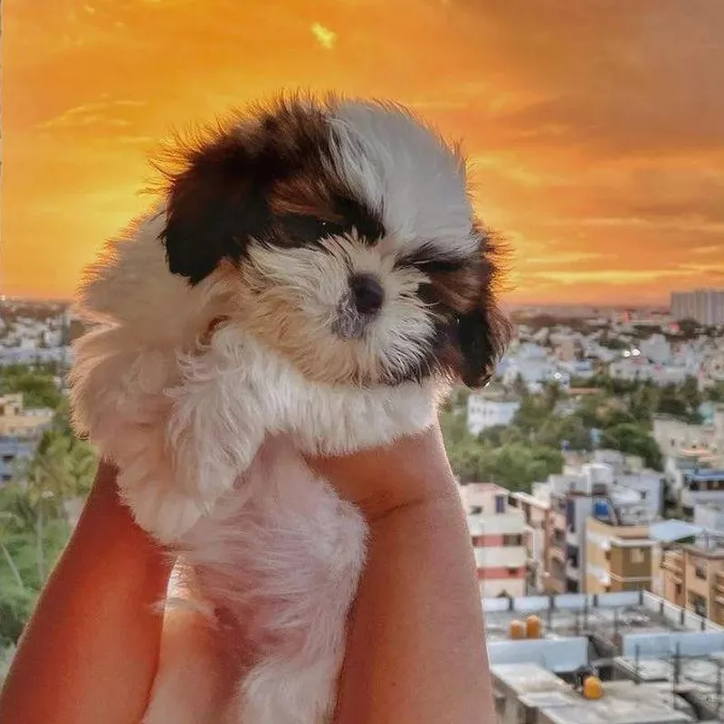 Shih Tzu in the Sunset