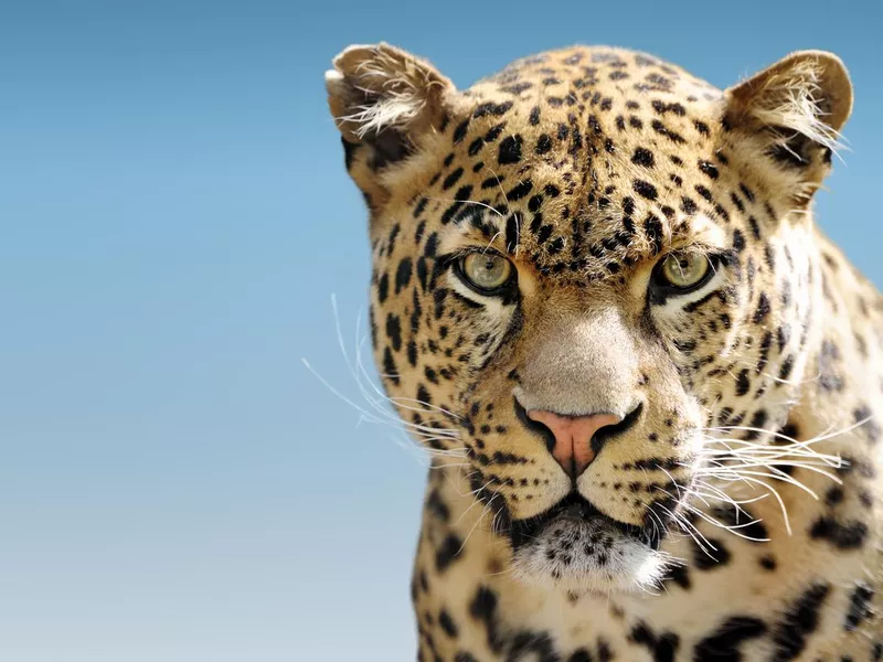 Leopard against blue sky