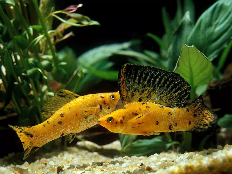 Sailfin Molly