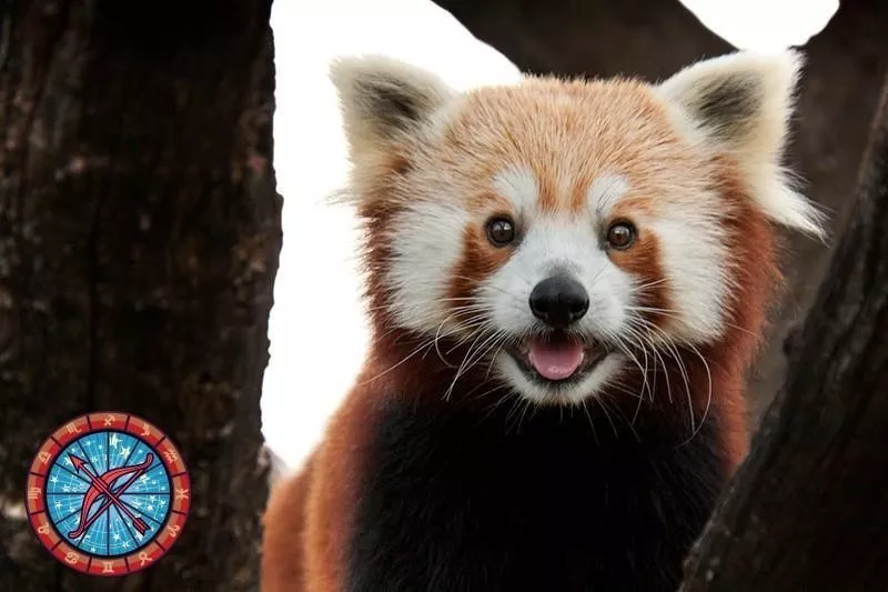 Red Panda