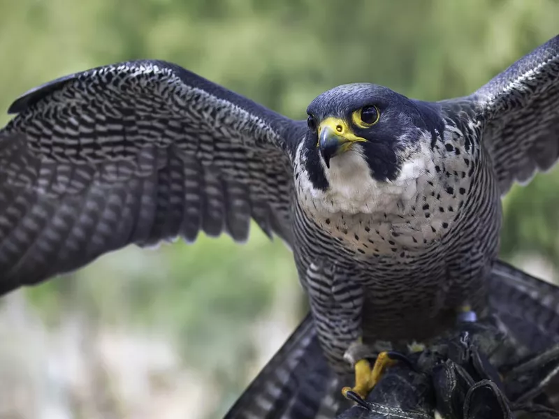 Peregrine falcon flying