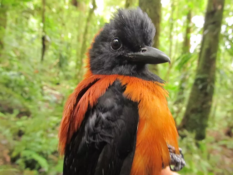 Hooded Pitohui close up
