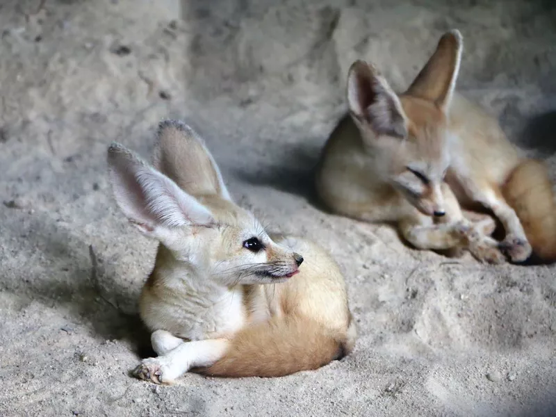 Fennec fox or fennec (Vulpes zerda)