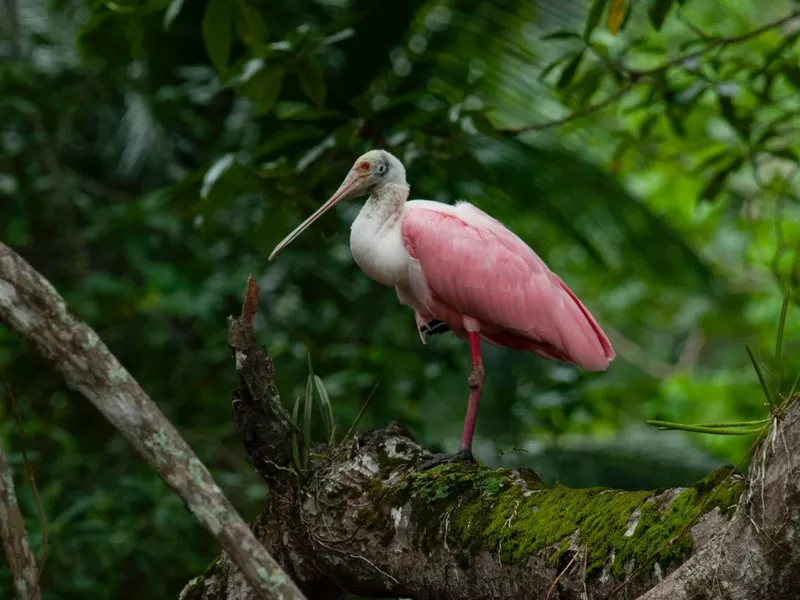 Lone roseate spoonbill in Costa Rica